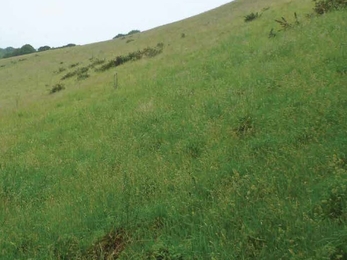 Semi-improved grassland