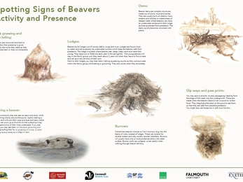 A detailed informational poster about spotting signs of the Eurasian beaver, highlighting bark gnawing, dams, burrows and when to see beavers, with some drawings and text descriptions around them.