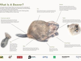 A detailed informational poster about the Eurasian beaver, highlighting its fur, senses, teeth, front paws, hind feet, and castoreum glands, including some drawings and text descriptions around them.