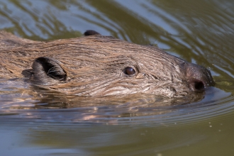 Beaver close up by Jack Hicks