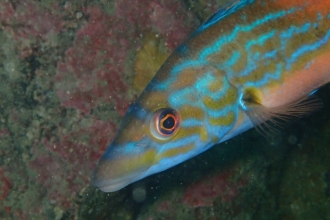 Cuckoo Wrasse on the Manacles, by Matt Slater