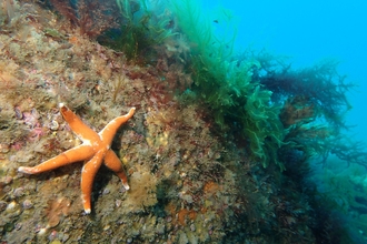 Bloody Henry Sea Starfish near Trevose Head, Image by Matt Slater