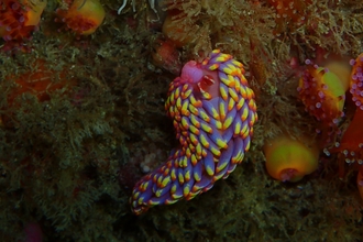 A rare and multi-coloured sea slug has been recorded in UK for the first time according to Cornwall Wildlife Trust and the Isles of Scilly Wildlife Trust, Image by Allen Murray