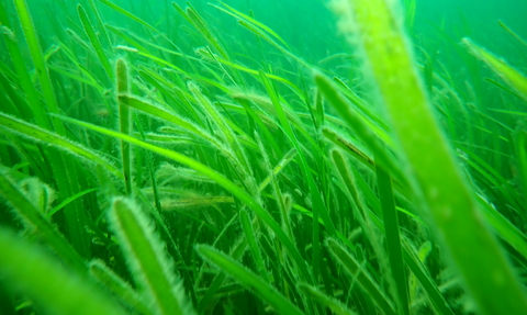 Seagrass meadow on the Helford river, Image by Cornwall Wildlife Trust's Matt Slater