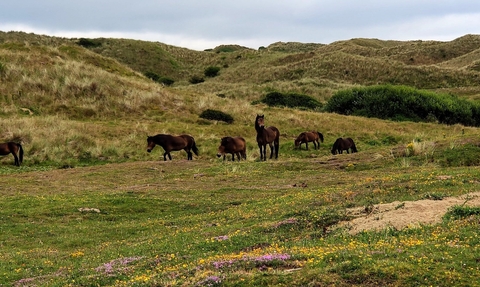 Ponies can help dune habitat diversity by grazing some areas