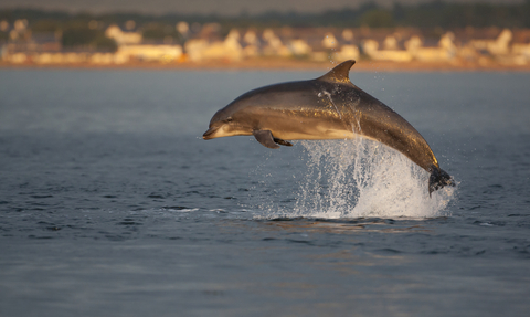 Bottlenose Dolphin - John MacPherson/2020VISION
