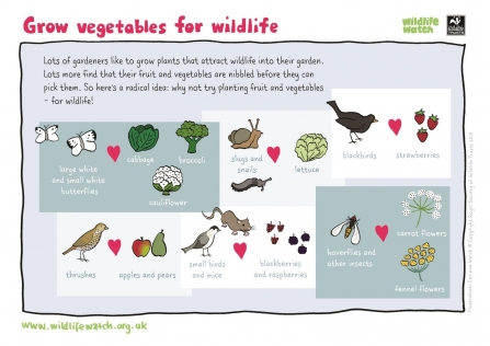 Grow vegetables for wildlife with Wildlife Watch