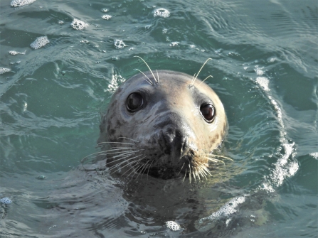 Brittany the grey seal's big eyes by Claire Lewis