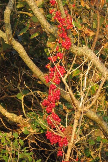 Black Bryony berries wrapped around tree