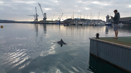 Bottlenose Dolphin 'Clet' and man in Falmouth Harbour