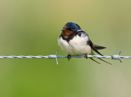 Barn Swallow, Image by Adrian Langdon