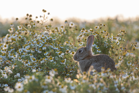 Rabbit, Image by Joshua Copping