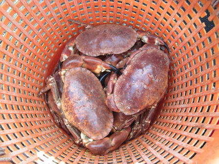 Pot caught brown crabs in Falmouth Bay, Image by Cornwall Wildlife Trust's Abby Crosby