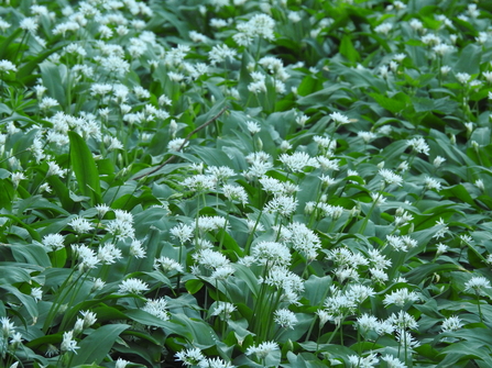 Wild garlic (Ramsons). Image by Claire Lewis