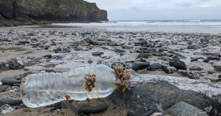 A barnacle-encrusted plastic bottle