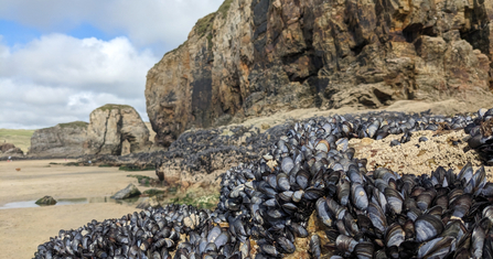 Mussel encrusted rocks exposed at low tide