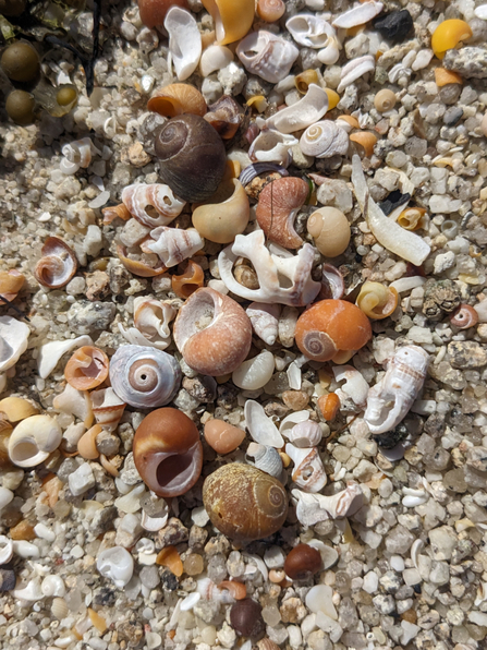 The colourful shells of flat periwinkles washed up along the shore