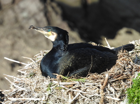 A cormorant on their nest