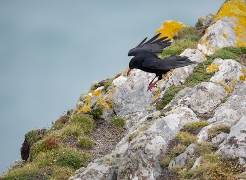 Chough on the clifftops, Image by Adrian Langdon