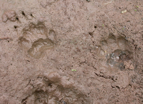 Badger prints in mud the wildlife trusts