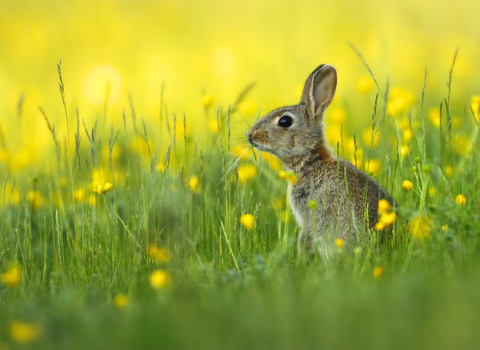 Rabbit in grass, Image by Jon Hawkins - Surrey Hills Photography