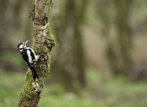 A male great spotted woodpecker, resplendent with its black and white feathers and a red patch on the nape, clings to a mossy tree in a woodland