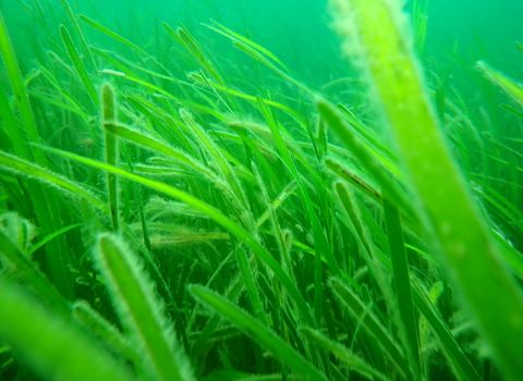 A close-up of a seagrass meadow undersea