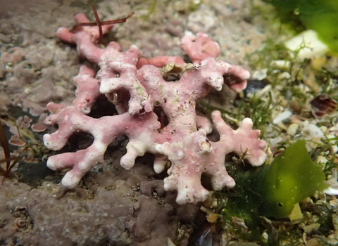 A close-up of pink maerl on rock, with small bits of green seaweed close by. 