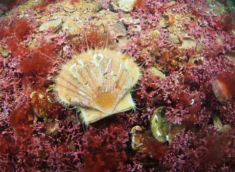 A scallop sits in the foreground on a bed of purple maerl.