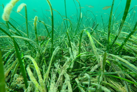 Seagrass