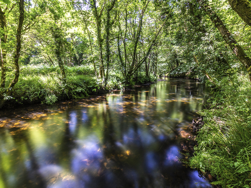 Cabilla & Redrice Woods | Cornwall Wildlife Trust