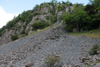 Scree on rocky habitat