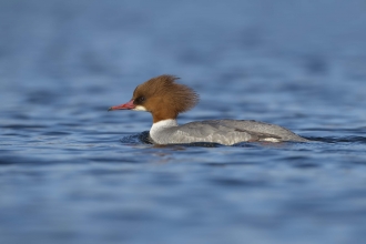 Goosander female