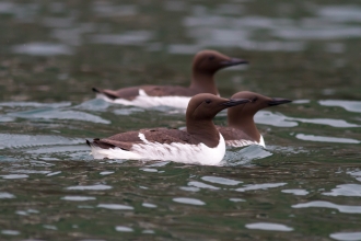 Guillemot