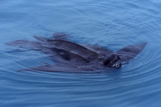 Leatherback turtle