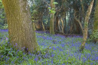 Devichoys Wood