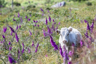 Rare Breed Cow Amoung Foxgloves by Ben Watkins