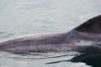 The Incredible Journey of ‘Clet’ the lone bottlenose dolphin
