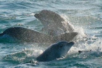 A decade of donations for Cornwall’s Living Seas