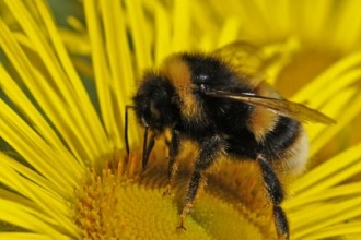 Help needed to save our Cornish bees