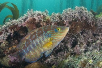 New national report calls for seven new marine protected areas off Cornish coast