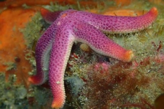 Vibrant marine life surveyed on Manacles Reef