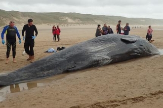 Sperm Whale Stranded on Cornish Beach