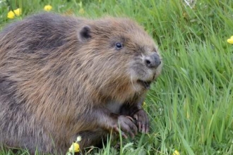What would you name Cornwall’s beavers?