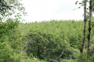 New Tree Canopy Development works with Wildlife Trust to Bring Guests Closer to Nature