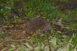 A garden for hedgehogs in spring