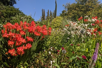 colour in bright blooms against a blue sky