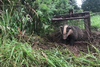 Badger vaccination