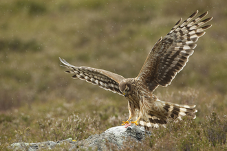 Hen Harrier landing, Image by Mark Hamblin/2020VISION