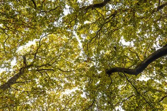 Autumn leaves at Devichoys Wood. Image by Ben Watkins